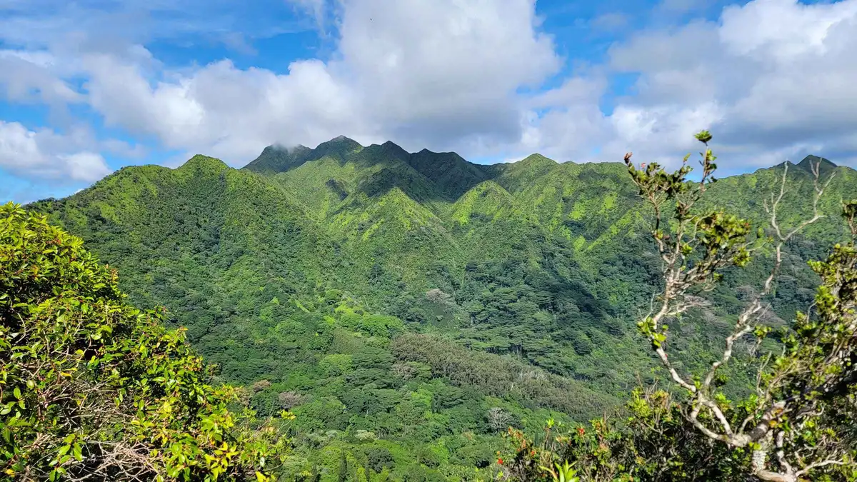 Native rainforest trail on the extinct Koolau shield on an Oahu volcanic rainforest hike tour from Honolulu, Hawaii